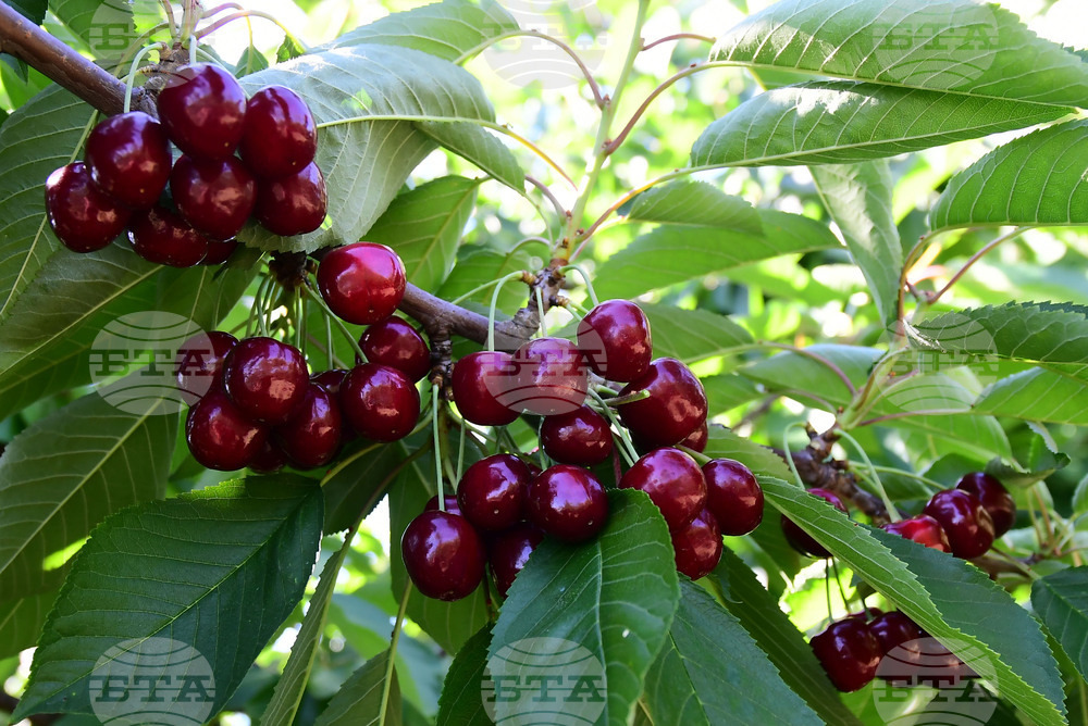 Село Подайва - череши