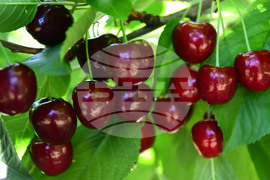 Село Подайва - череши