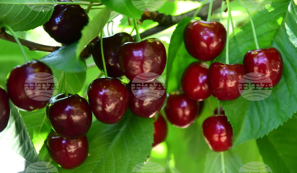 Село Подайва - череши