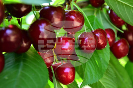 Село Подайва - череши