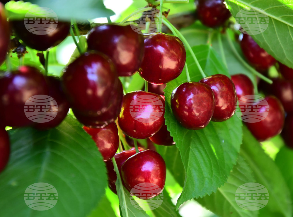 Село Подайва - череши