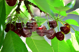 Село Подайва - череши