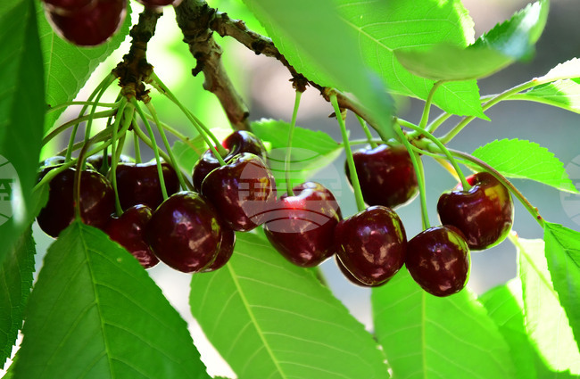 Село Подайва - череши