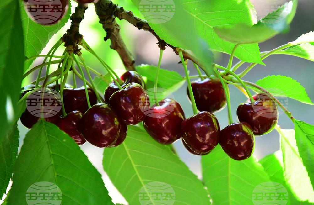 Село Подайва - череши