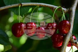 Село Подайва - череши