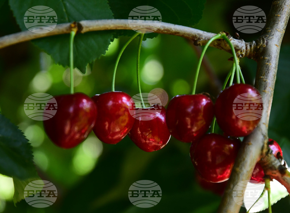 Село Подайва - череши