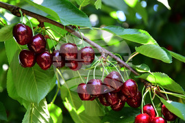 Село Подайва - череши