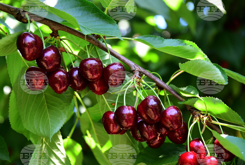 Село Подайва - череши
