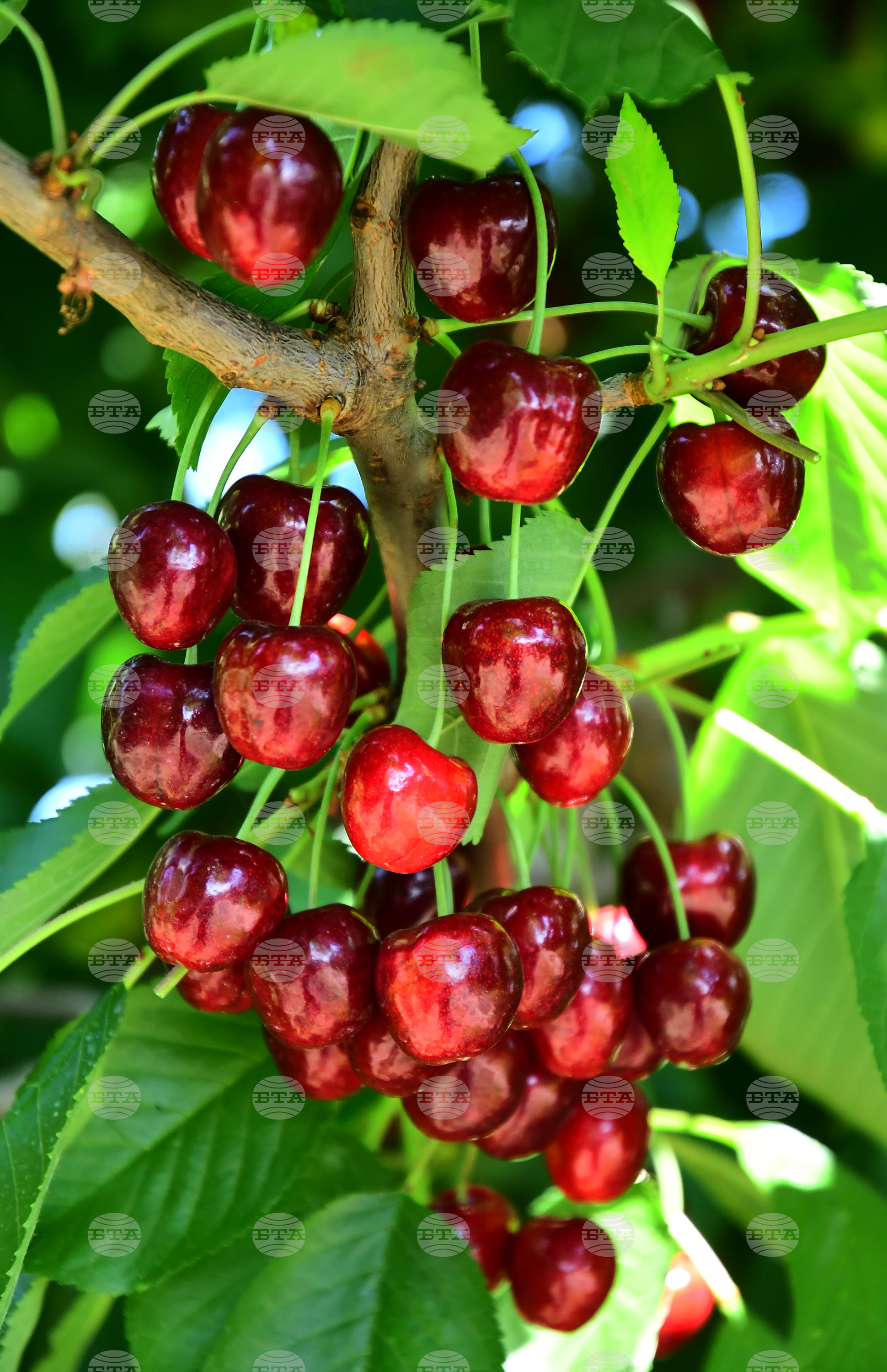 Село Подайва - череши