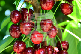 Село Подайва - череши