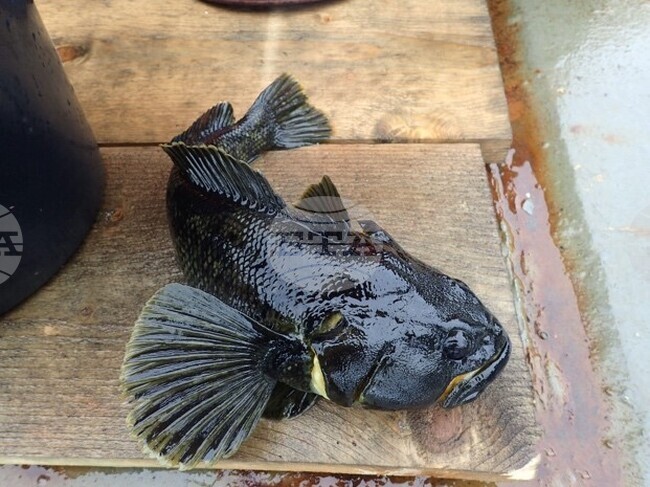 Национална антарктическа експедиция - Остров Ливингстън - нови видове риби