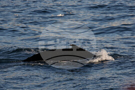  Национална антарктическа експедиция - залива Фолс Бей - пейзаж