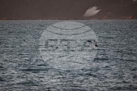  Национална антарктическа експедиция - остров Ливингстън - пейзаж