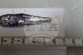 32nd National Antarctic Expedition Adds New Fish Species to Bulgarian Collection