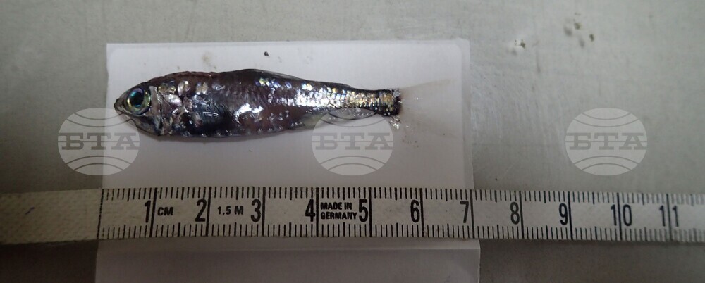 32nd National Antarctic Expedition Adds New Fish Species to Bulgarian Collection