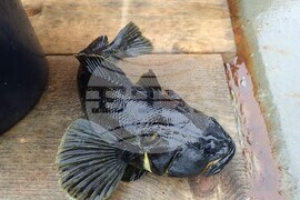 32nd National Antarctic Expedition Adds New Fish Species to Bulgarian Collection