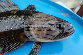 32nd National Antarctic Expedition Adds New Fish Species to Bulgarian Collection