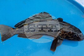 32nd National Antarctic Expedition Adds New Fish Species to Bulgarian Collection