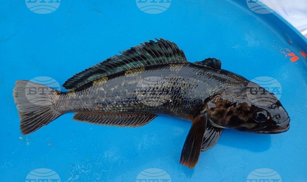 32nd National Antarctic Expedition Adds New Fish Species to Bulgarian Collection