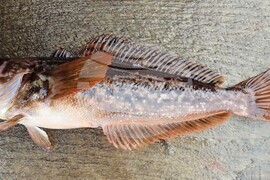 32nd National Antarctic Expedition Adds New Fish Species to Bulgarian Collection