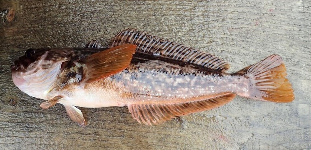 32nd National Antarctic Expedition Adds New Fish Species to Bulgarian Collection