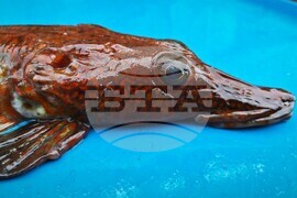 32nd National Antarctic Expedition Adds New Fish Species to Bulgarian Collection