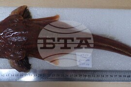 32nd National Antarctic Expedition Adds New Fish Species to Bulgarian Collection