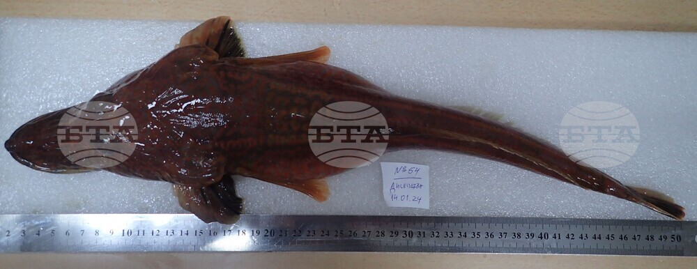 32nd National Antarctic Expedition Adds New Fish Species to Bulgarian Collection