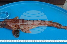32nd National Antarctic Expedition Adds New Fish Species to Bulgarian Collection