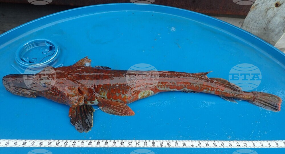 32nd National Antarctic Expedition Adds New Fish Species to Bulgarian Collection