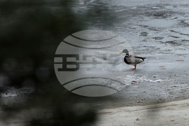 Румъния - Букурещ - ежедневие