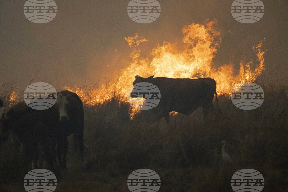 Мълнии убиха девет крави в Северна Гърция