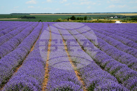 Разград - лавандула