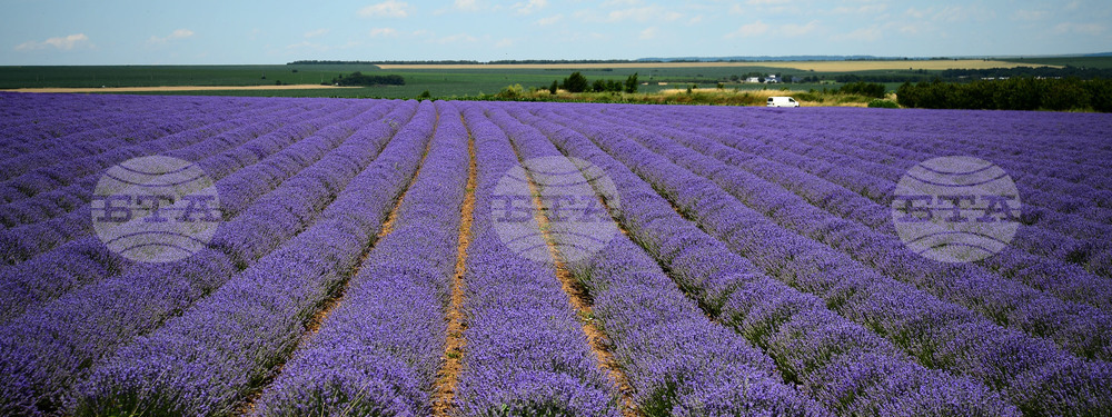 Разград - лавандула
