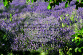 Разград - лавандула