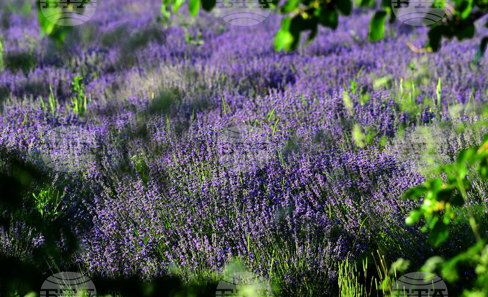 Разград - лавандула