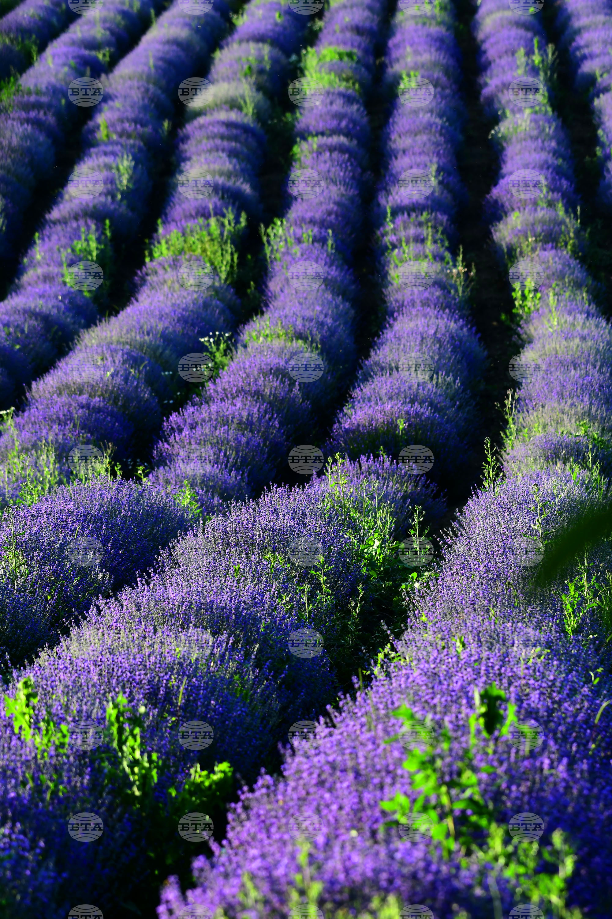 Разград - лавандула