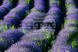 Разград - лавандула