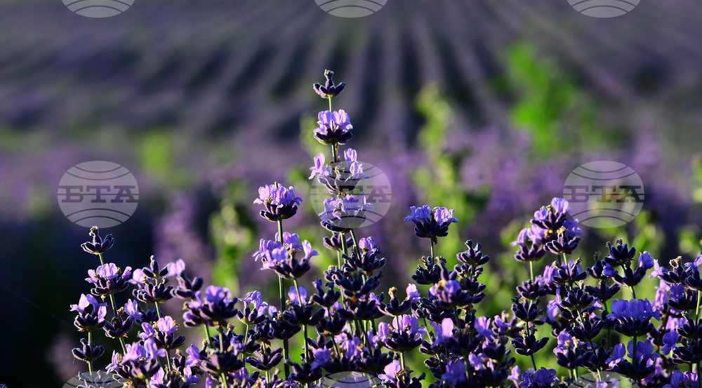 Разград - лавандула