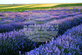 Разград - лавандула