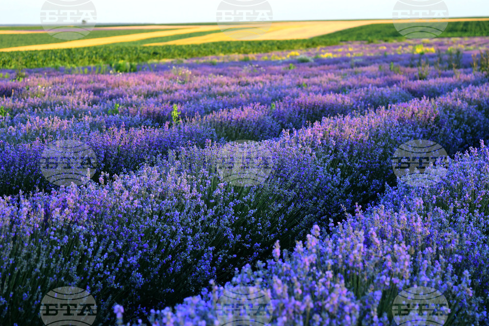 Разград - лавандула