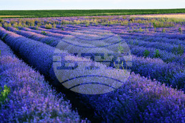 Разград - лавандула