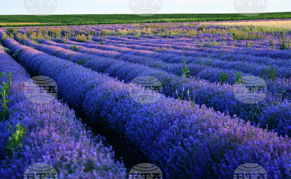 Разград - лавандула