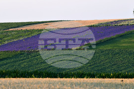 Разград - лавандула