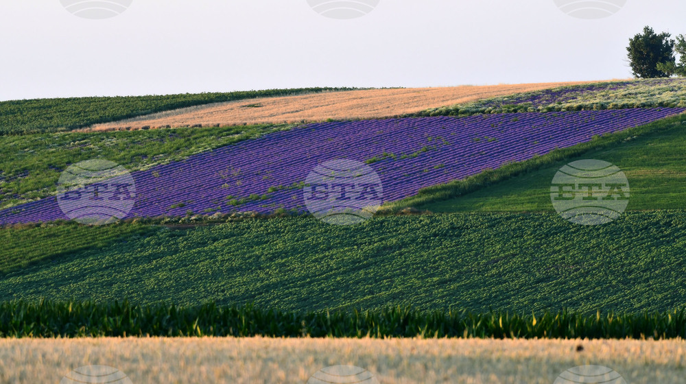 Разград - лавандула