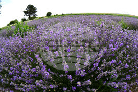 Разград - лавандула