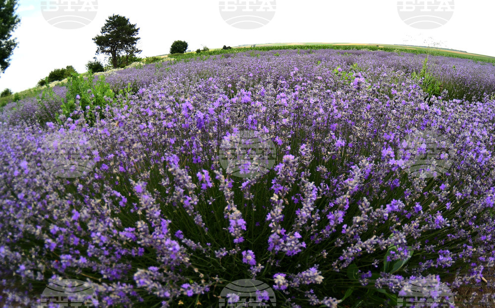 Разград - лавандула