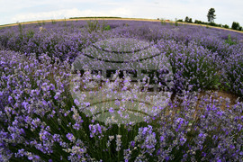 Разград - лавандула