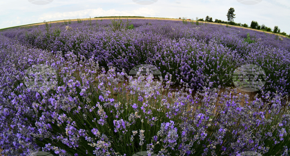 Разград - лавандула