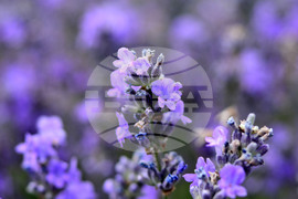 Разград - лавандула